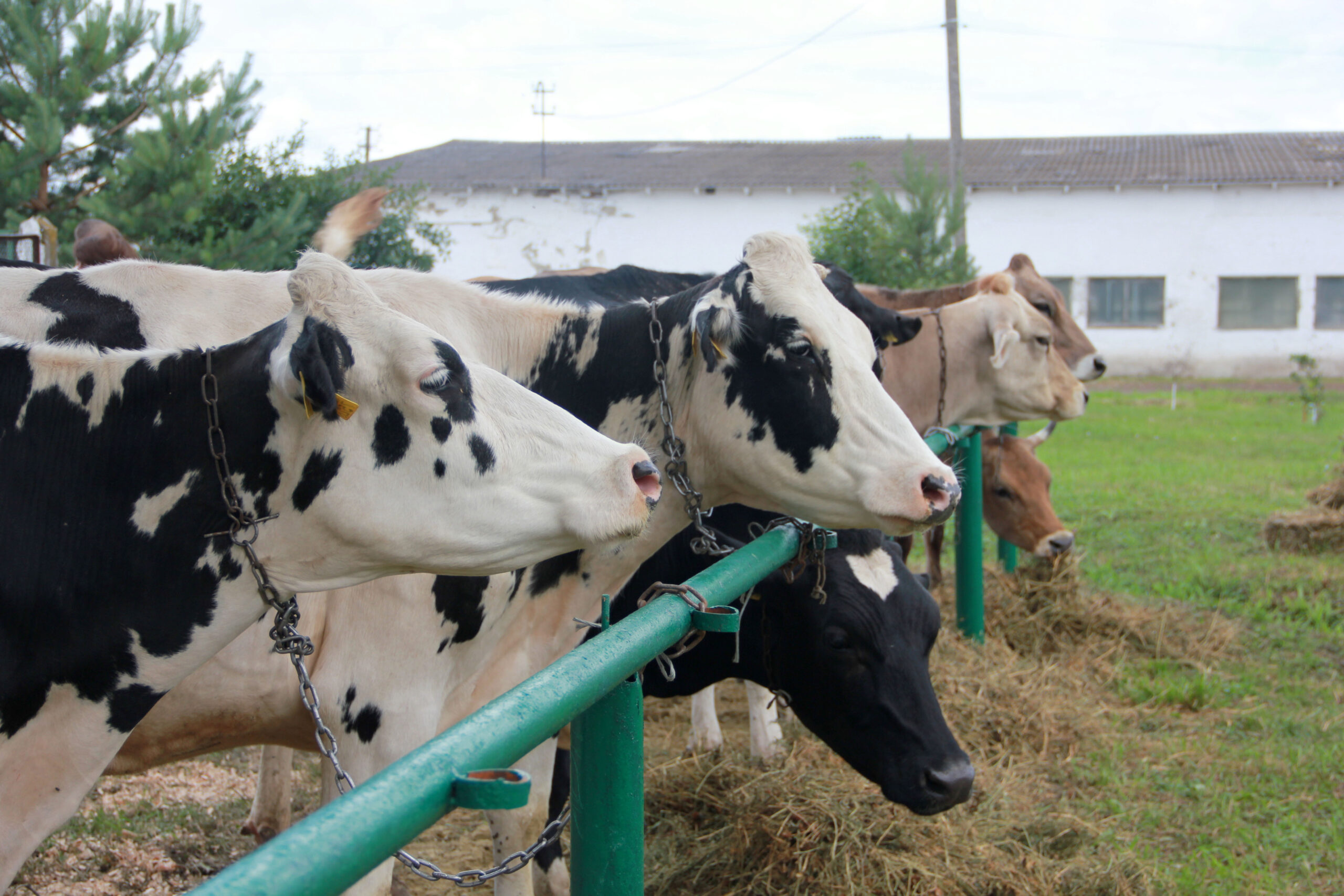 СНАУ долучився до семінару з молочного скотарства